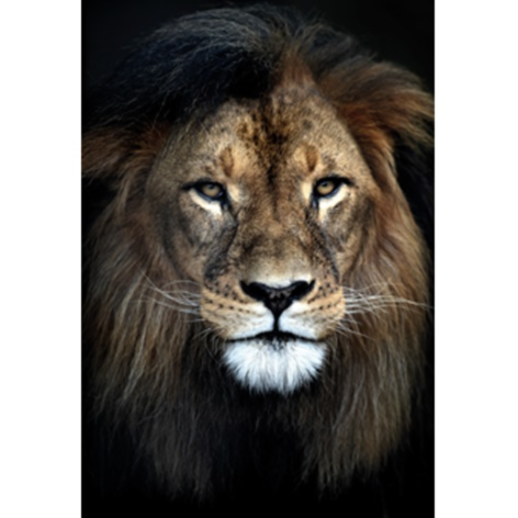 Strong Lion